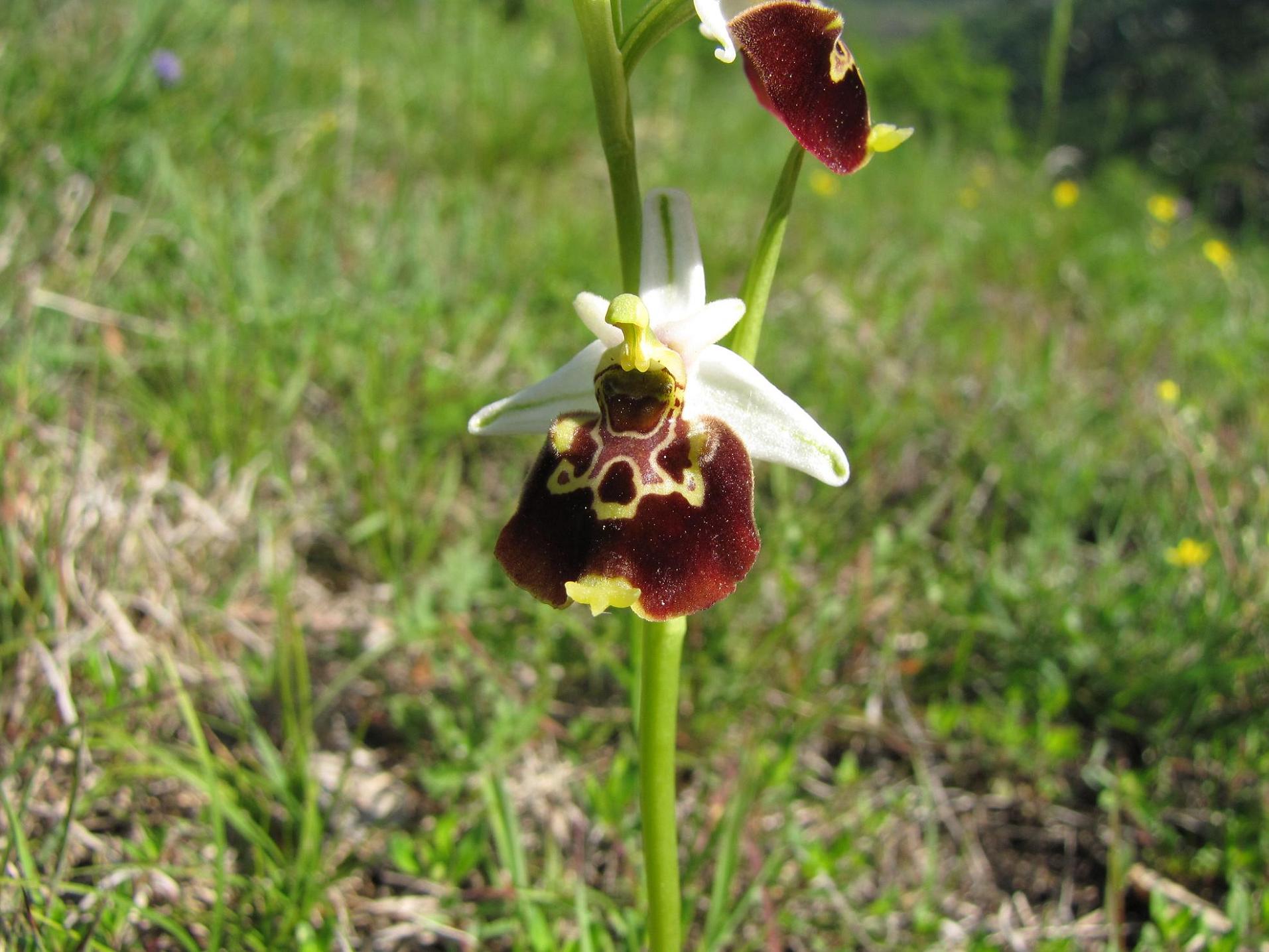 Ophrys insectifera e altro